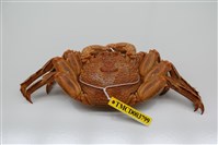 藏品(鱗形斜紋蟹)的圖片